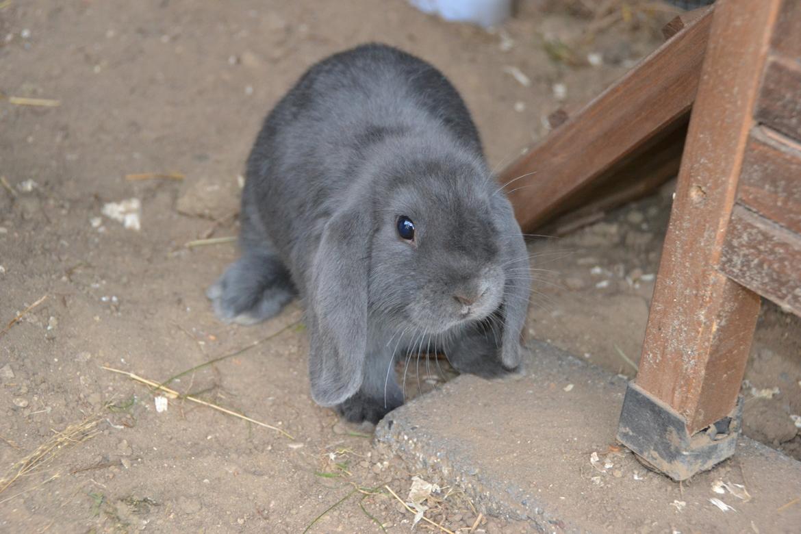 Kanin Egemosgårds Misty - tak fordi i kiggede med:) I må meget gerne give en bedømmelse og/eller ligge en kommentar, tak :D billede 10