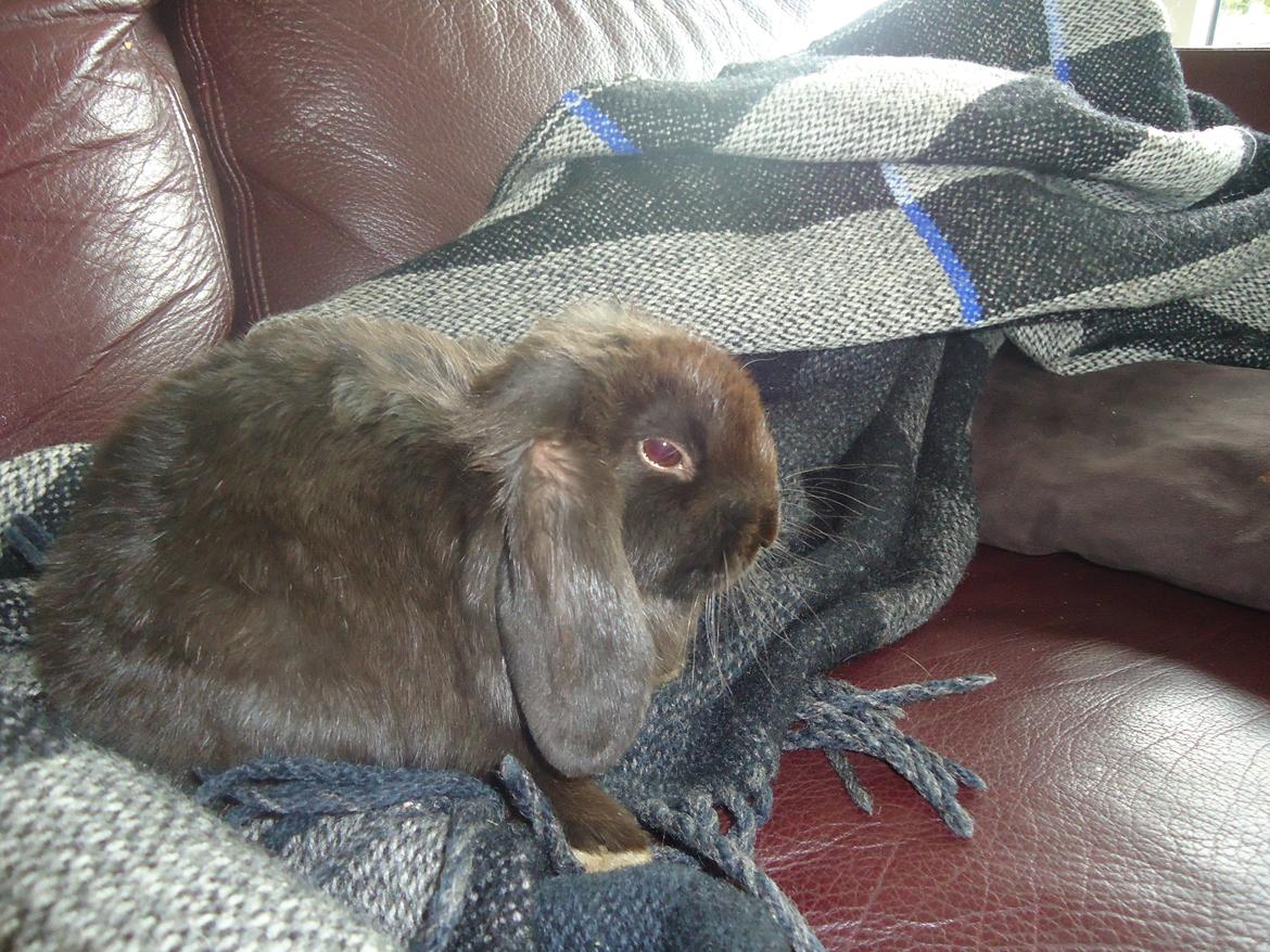 Kanin Gandalf billede 4