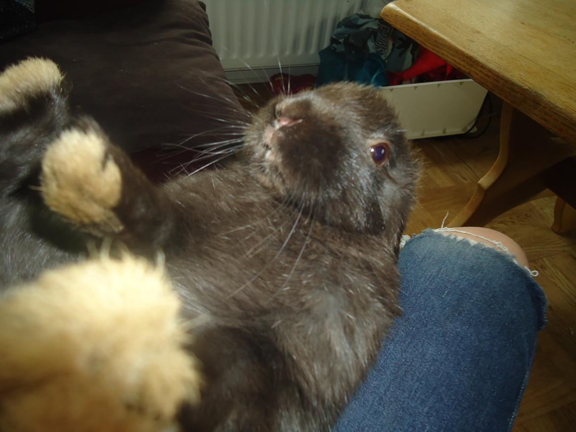 Kanin Gandalf billede 5