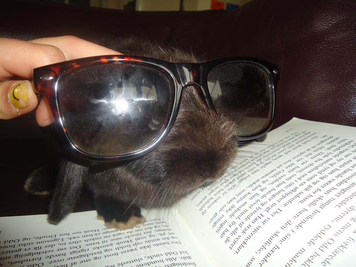 Kanin Gandalf billede 6