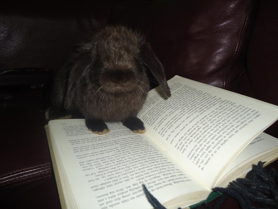 Kanin Gandalf billede 7