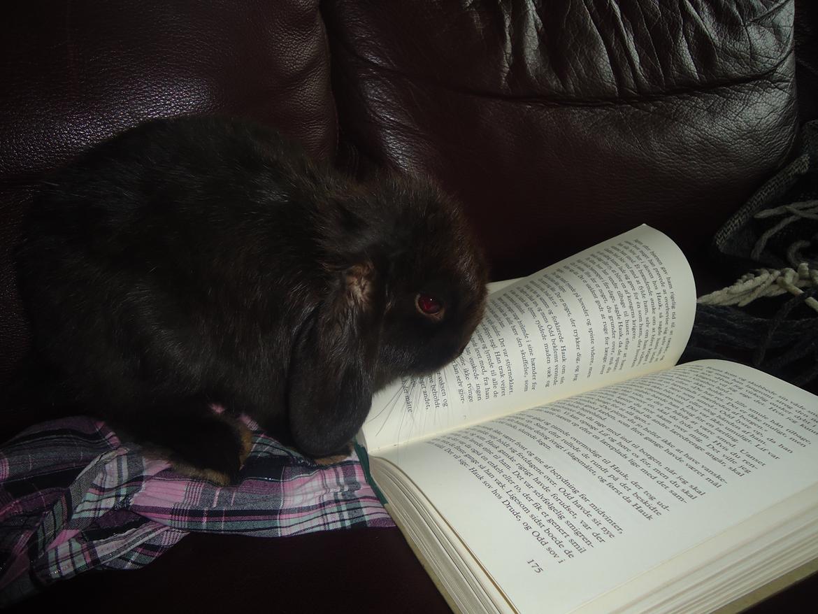 Kanin Gandalf billede 8