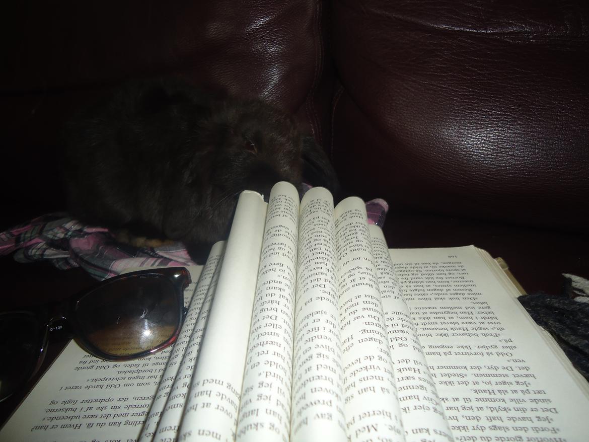 Kanin Gandalf billede 9