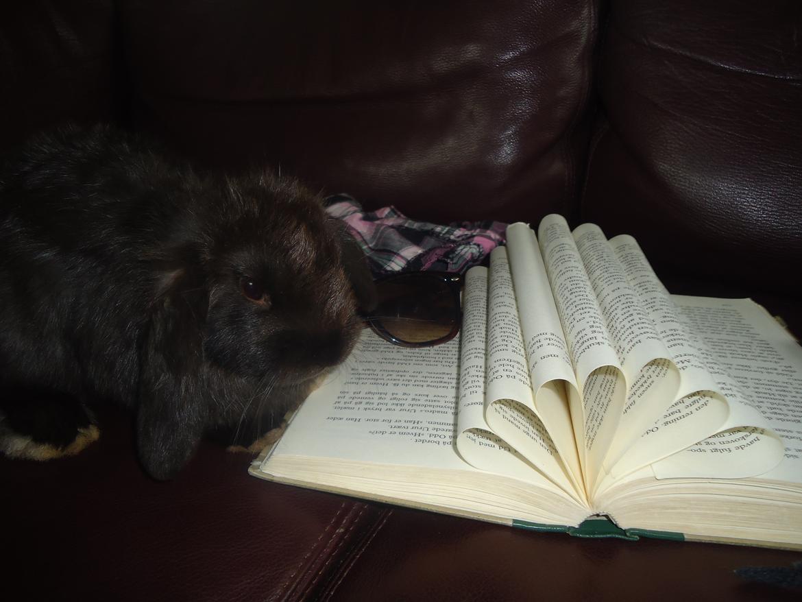 Kanin Gandalf billede 10