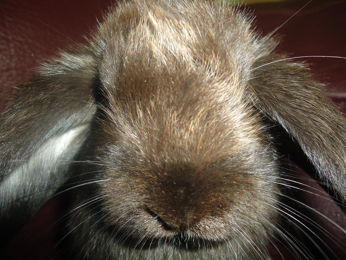 Kanin Gandalf billede 2