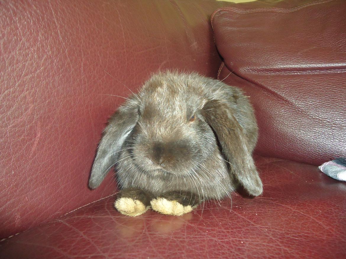 Kanin Gandalf billede 11