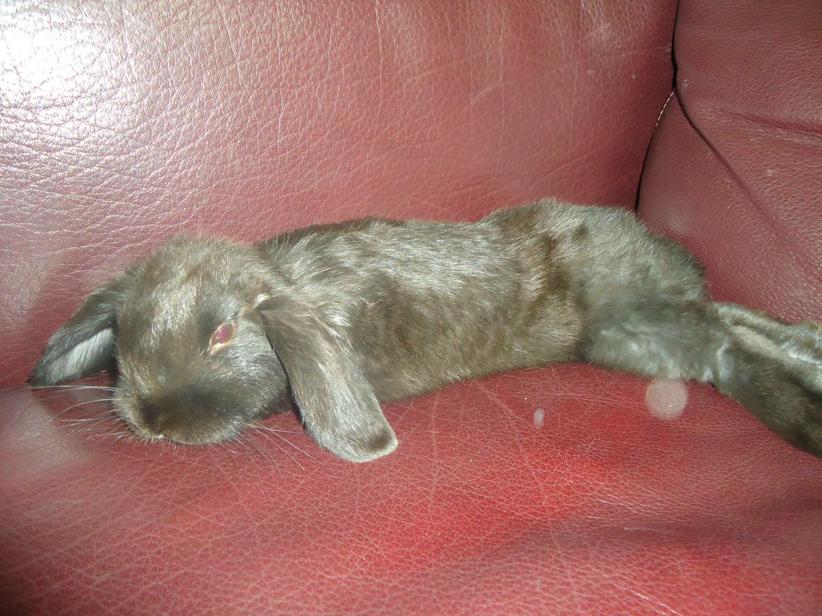 Kanin Gandalf billede 12