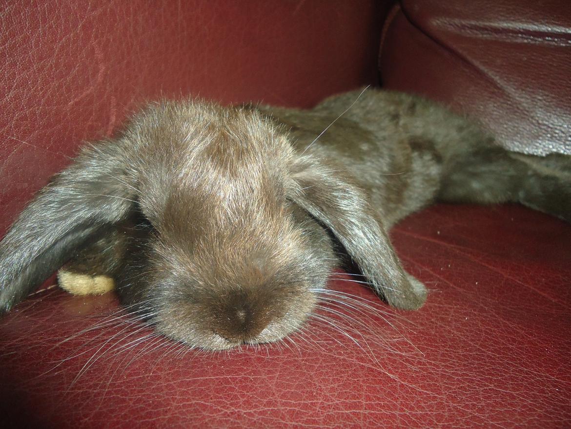 Kanin Gandalf billede 13