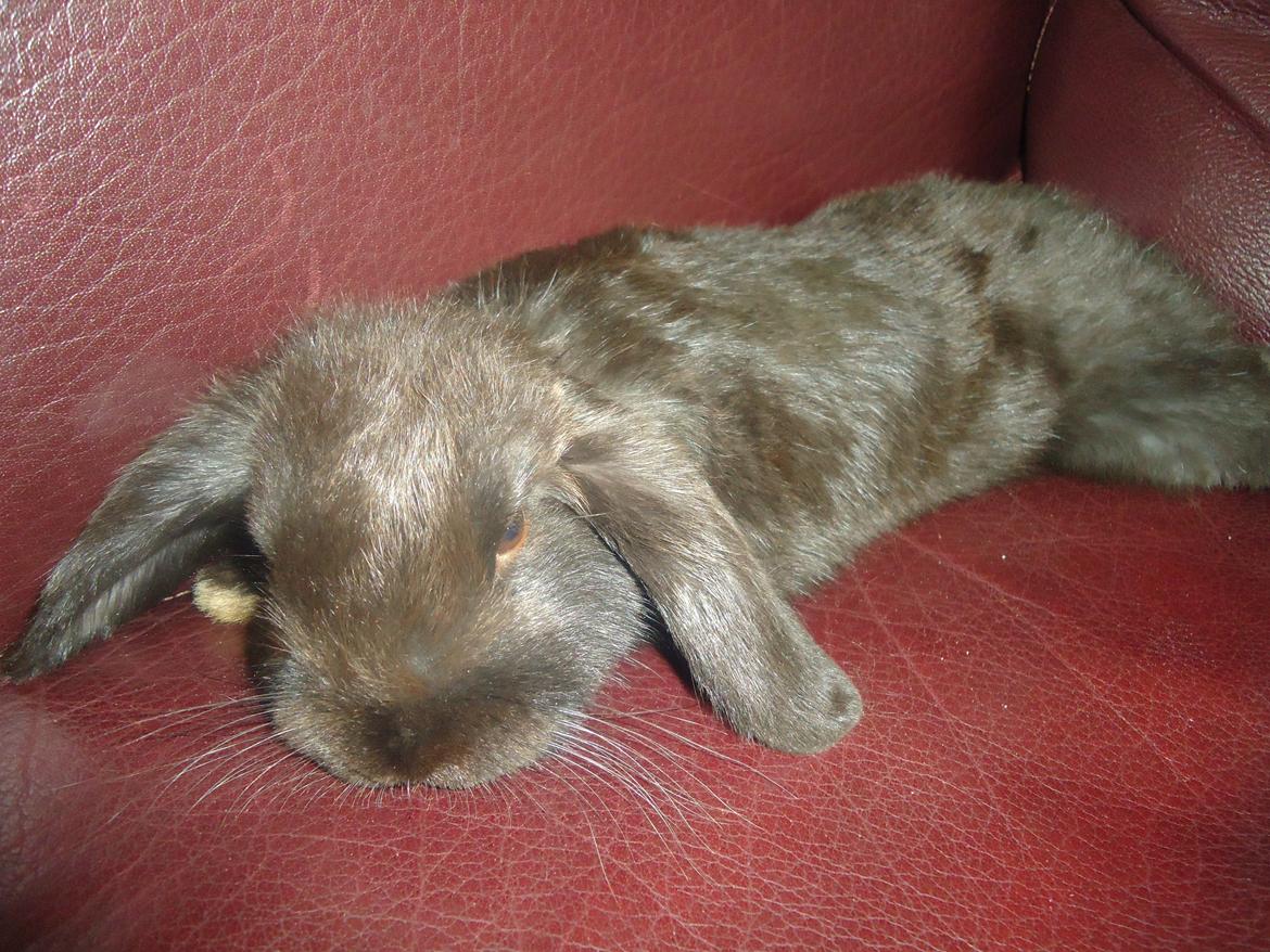 Kanin Gandalf billede 14