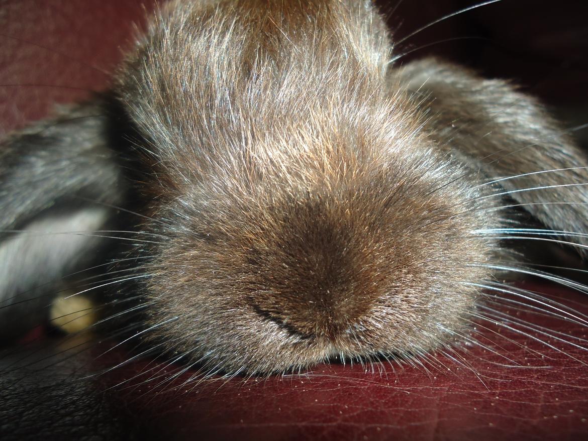 Kanin Gandalf billede 1