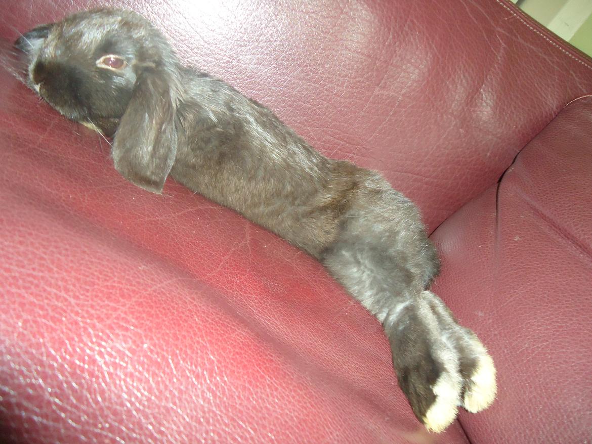 Kanin Gandalf billede 15