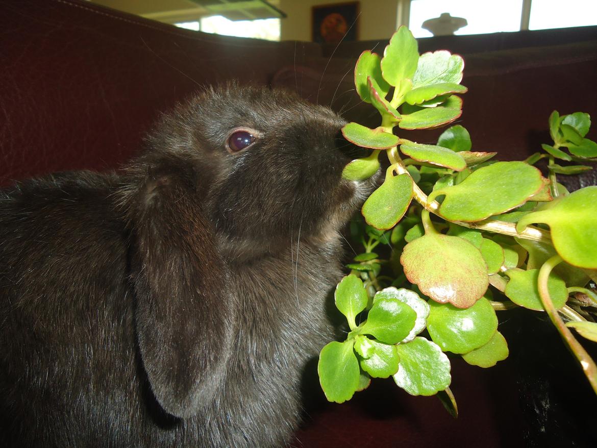 Kanin Gandalf billede 3