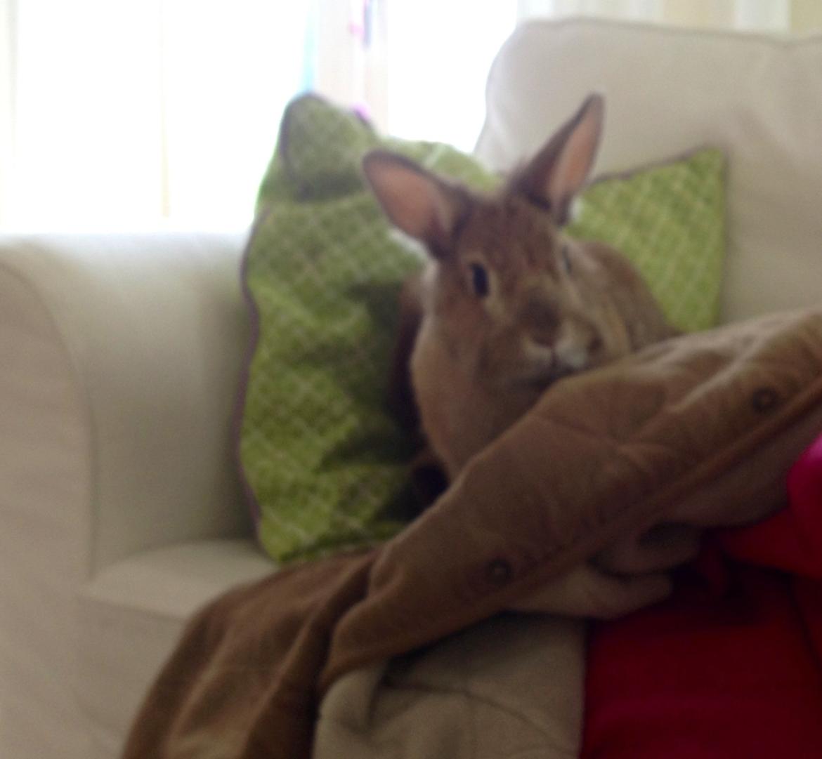 Kanin Daisy R.I.P (himmelgnaver) - :) billede 5