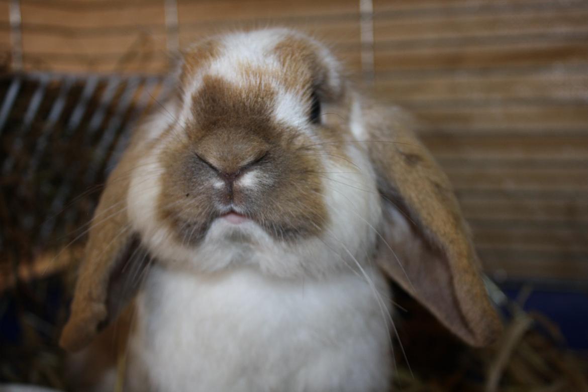 Kanin Tofifee billede 3