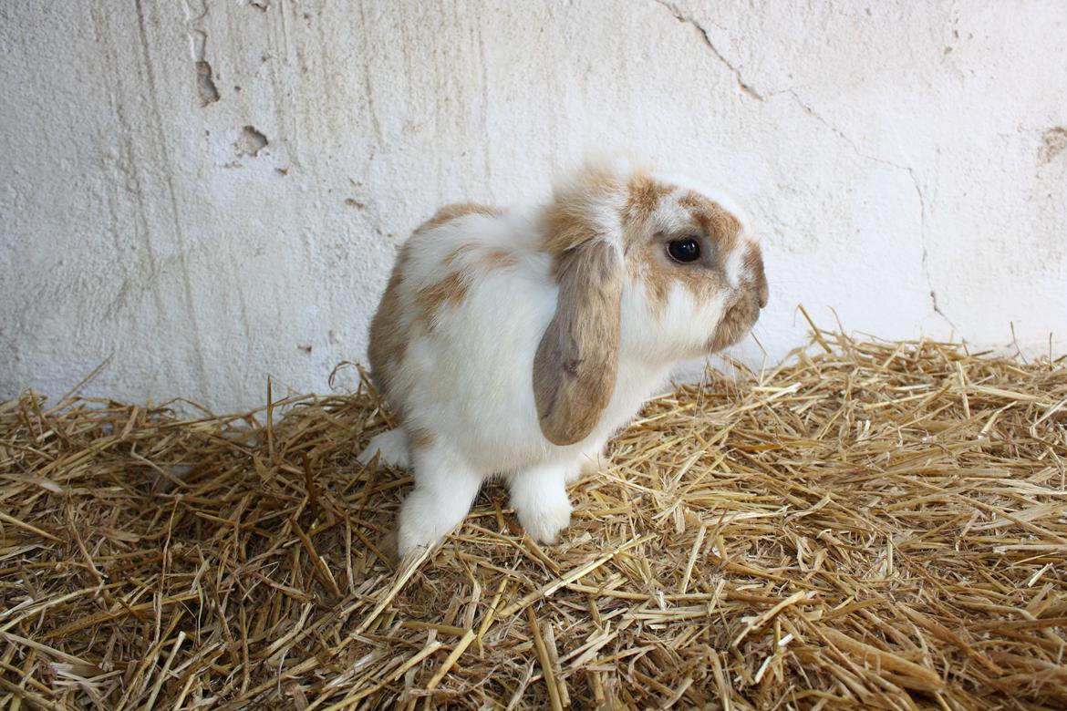 Kanin Tofifee billede 2