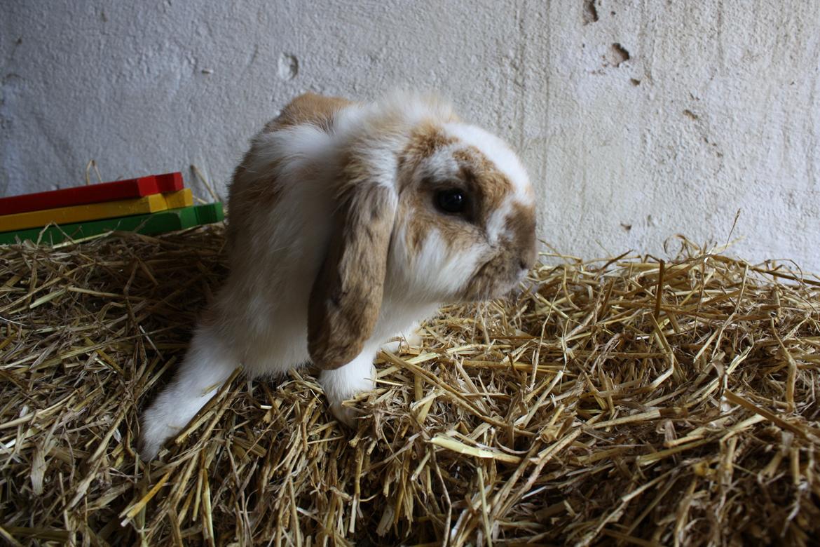 Kanin Tofifee billede 5