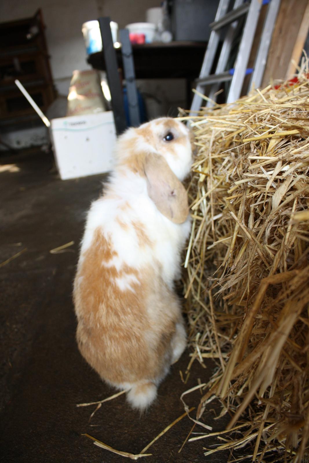 Kanin Tofifee billede 4