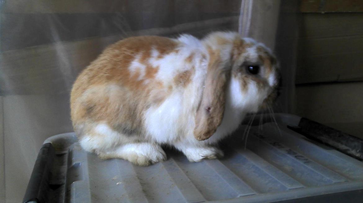 Kanin Tofifee billede 1