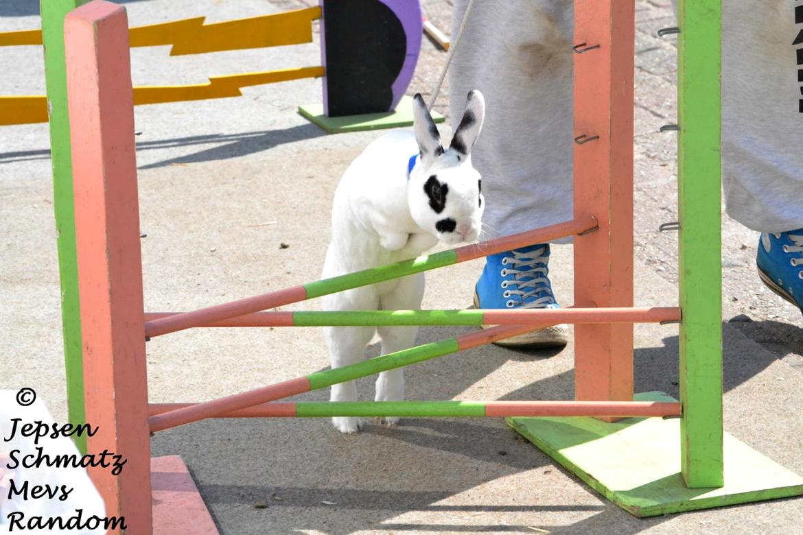 Kanin Team Winther`s Don`t Worry Be Happy. billede 7