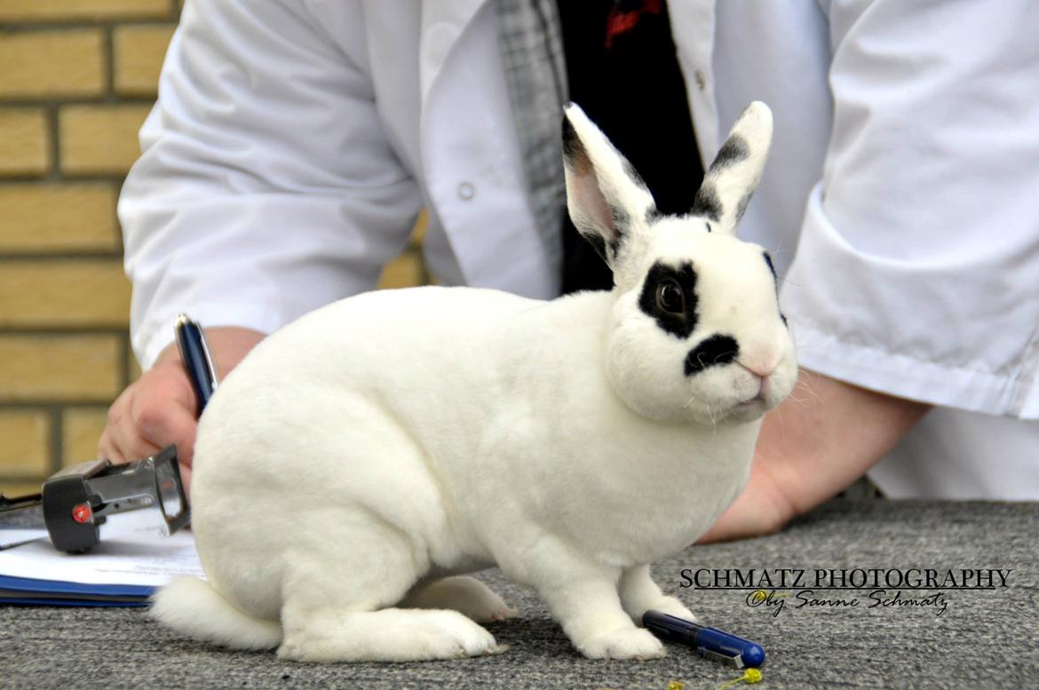 Kanin Team Winther`s Don`t Worry Be Happy. billede 2