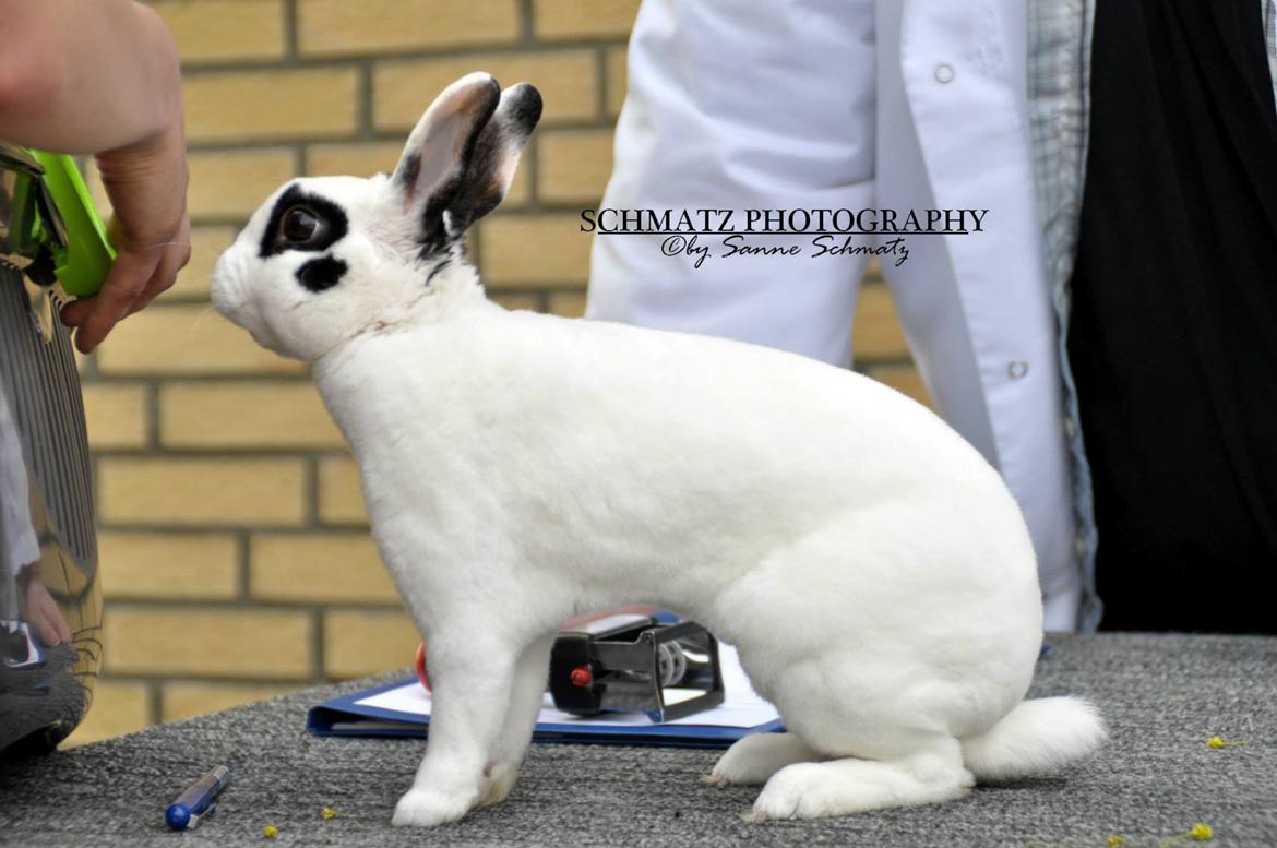 Kanin Team Winther`s Don`t Worry Be Happy. billede 12