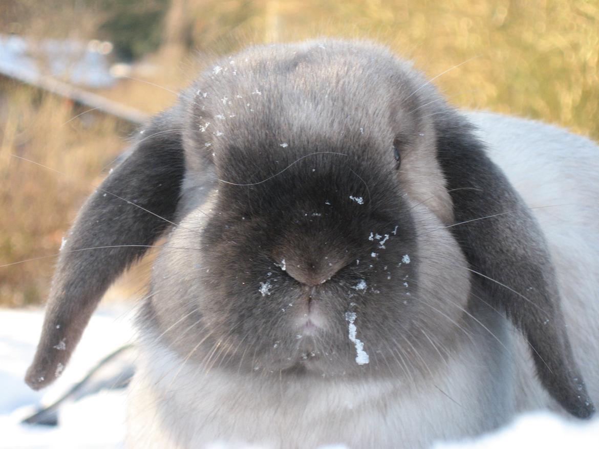 Kanin Nomina billede 5