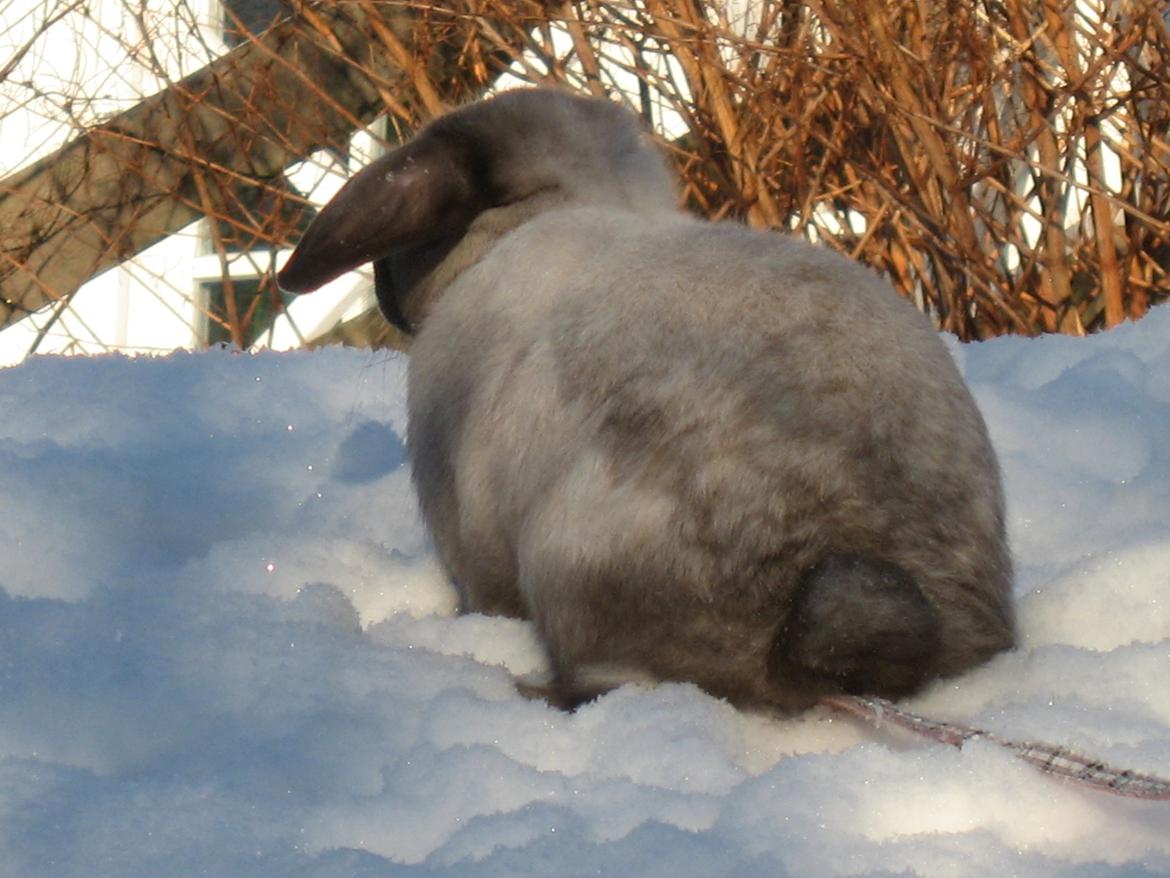 Kanin Nomina billede 6