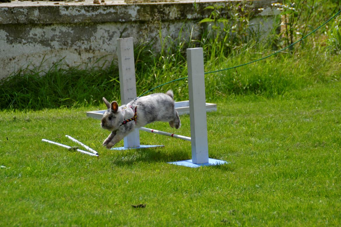 Kanin Fyldbinggaards Cupcake *Solgt* billede 13