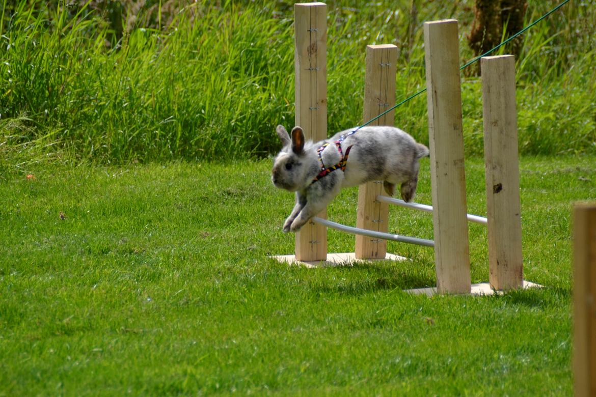 Kanin Fyldbinggaards Cupcake *Solgt* billede 14