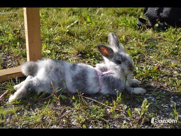 Kanin Fyldbinggaards Cupcake *Solgt* - Lånt fra tidligere ejers profil billede 17