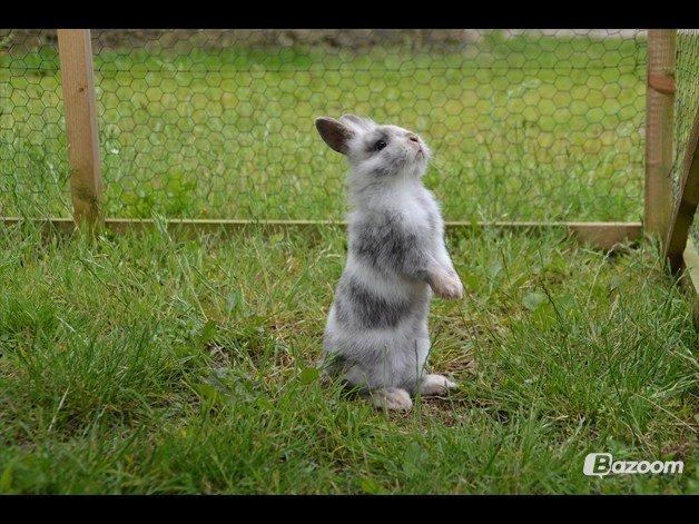 Kanin Fyldbinggaards Cupcake *Solgt* - Lånt fra tidligere ejers profil billede 19