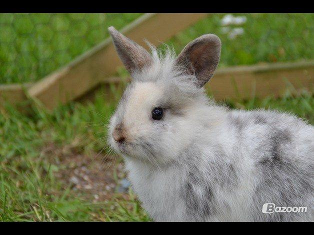 Kanin Fyldbinggaards Cupcake *Solgt* - Lånt fra tidligere ejers profil billede 5