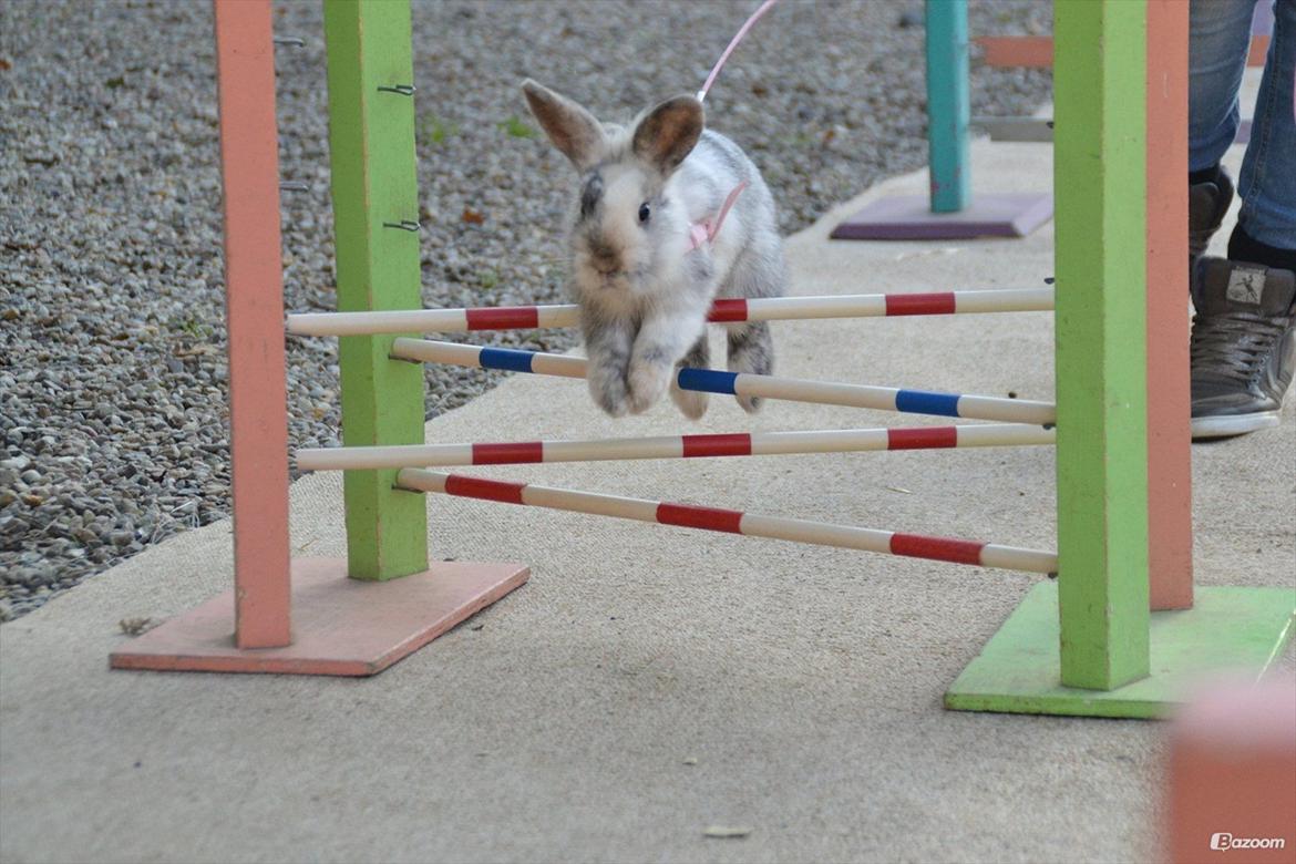 Kanin Fyldbinggaards Cupcake *Solgt* - Lånt fra tidligere ejers profil billede 12