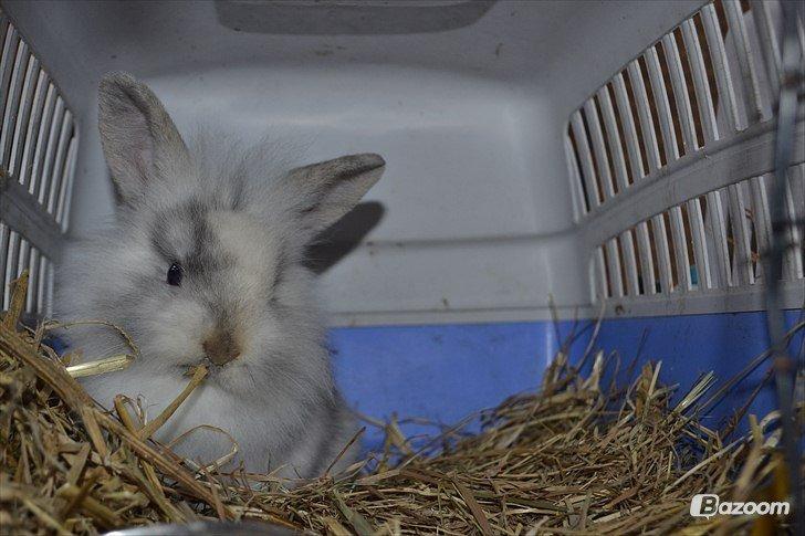 Kanin Fyldbinggaards Cupcake *Solgt* billede 20