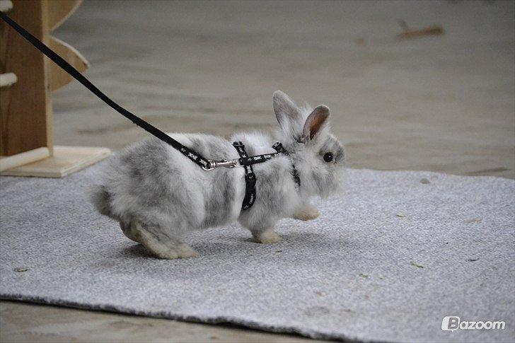 Kanin Fyldbinggaards Cupcake *Solgt* billede 23