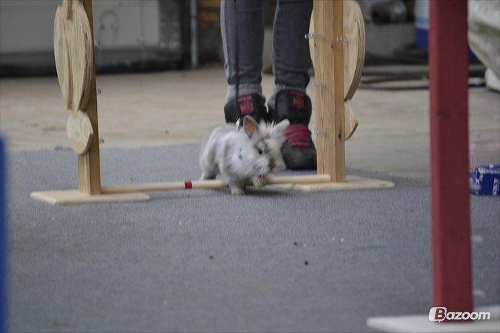 Kanin Fyldbinggaards Cupcake *Solgt* - Et af Cupcakes første hop <3 billede 24