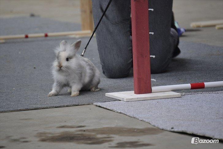 Kanin Fyldbinggaards Cupcake *Solgt* billede 26