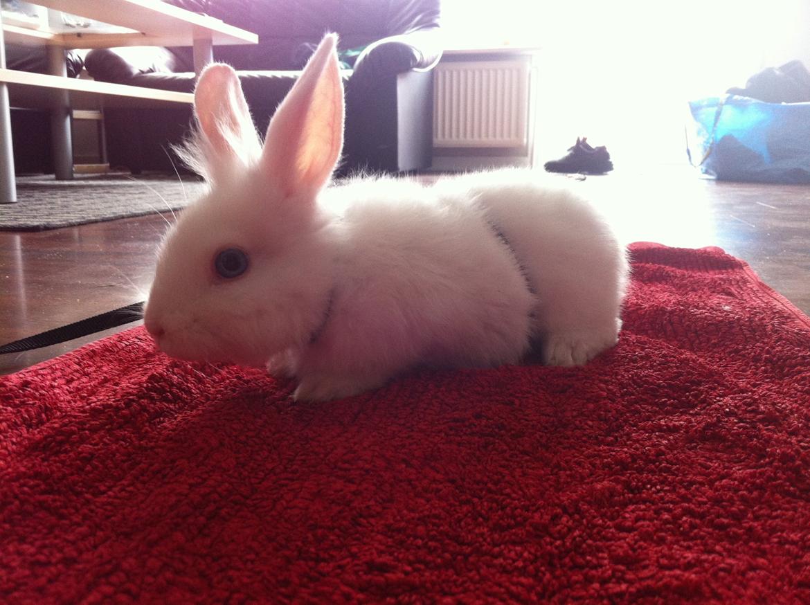 Kanin Ninus billede 1