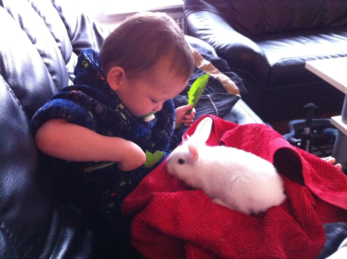 Kanin Ninus billede 2