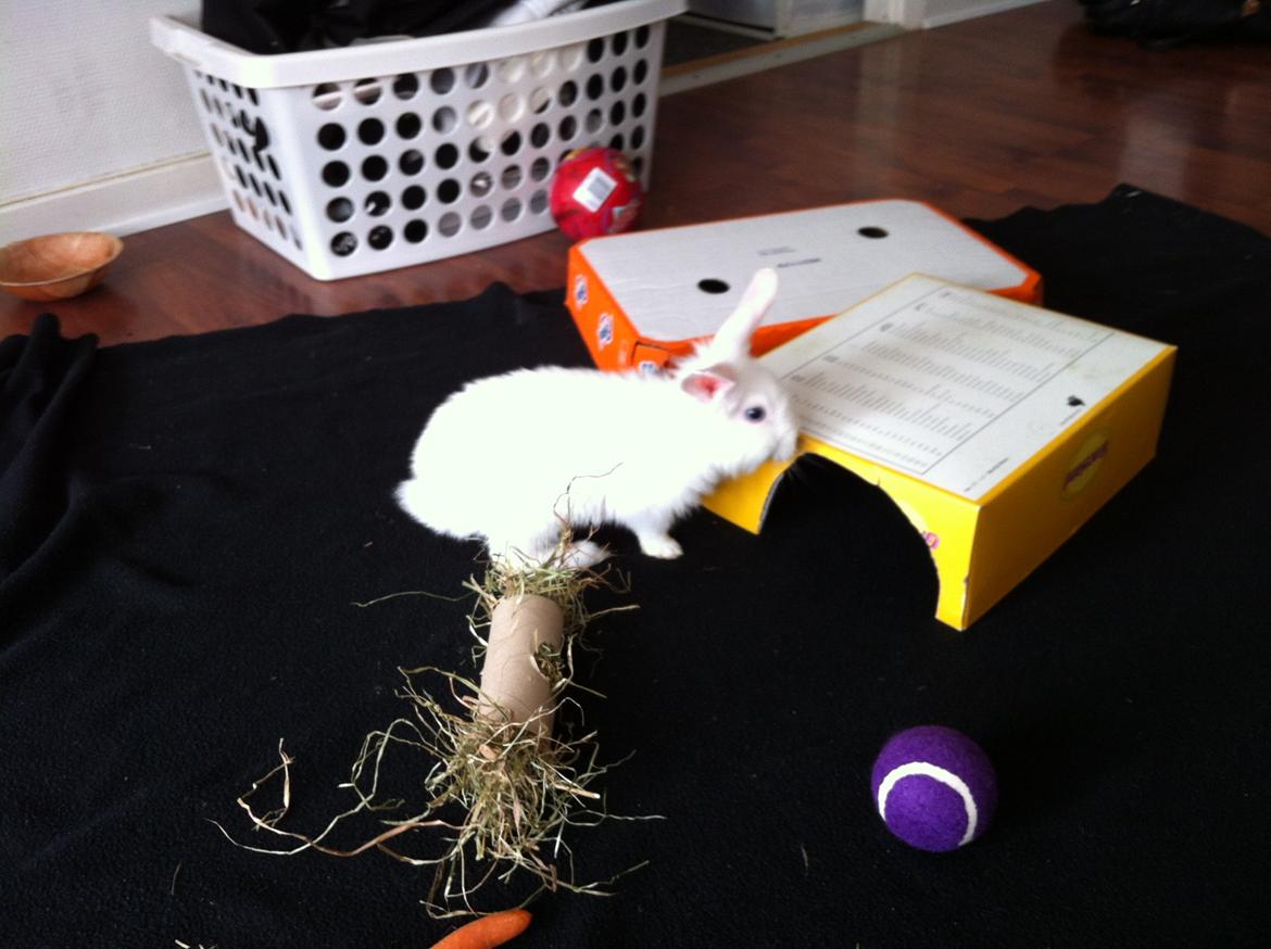 Kanin Ninus billede 3