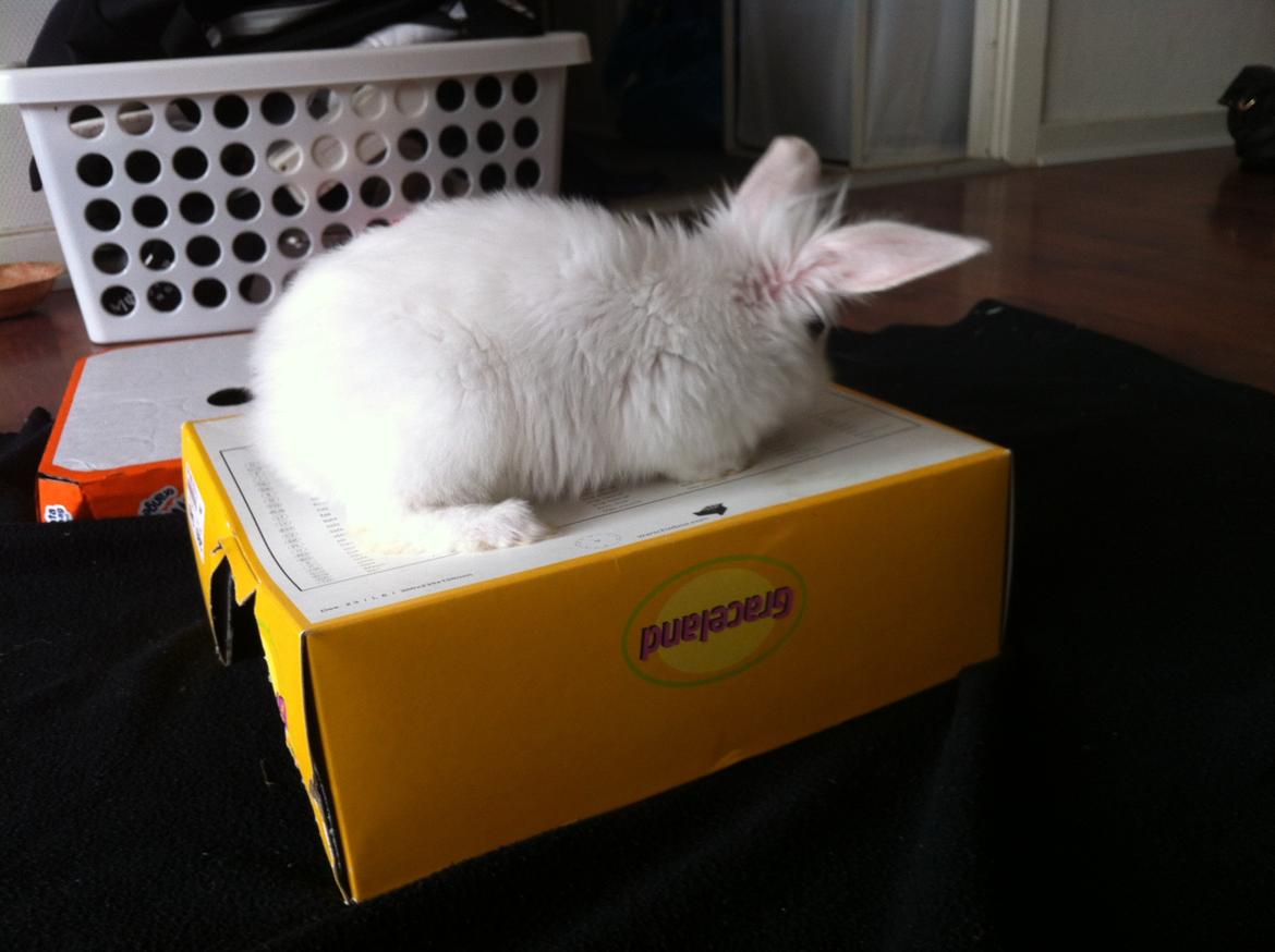 Kanin Ninus billede 4