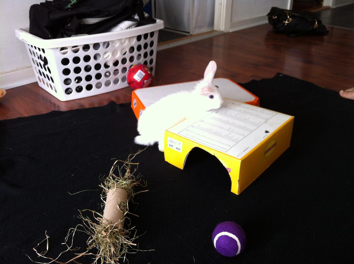 Kanin Ninus billede 5