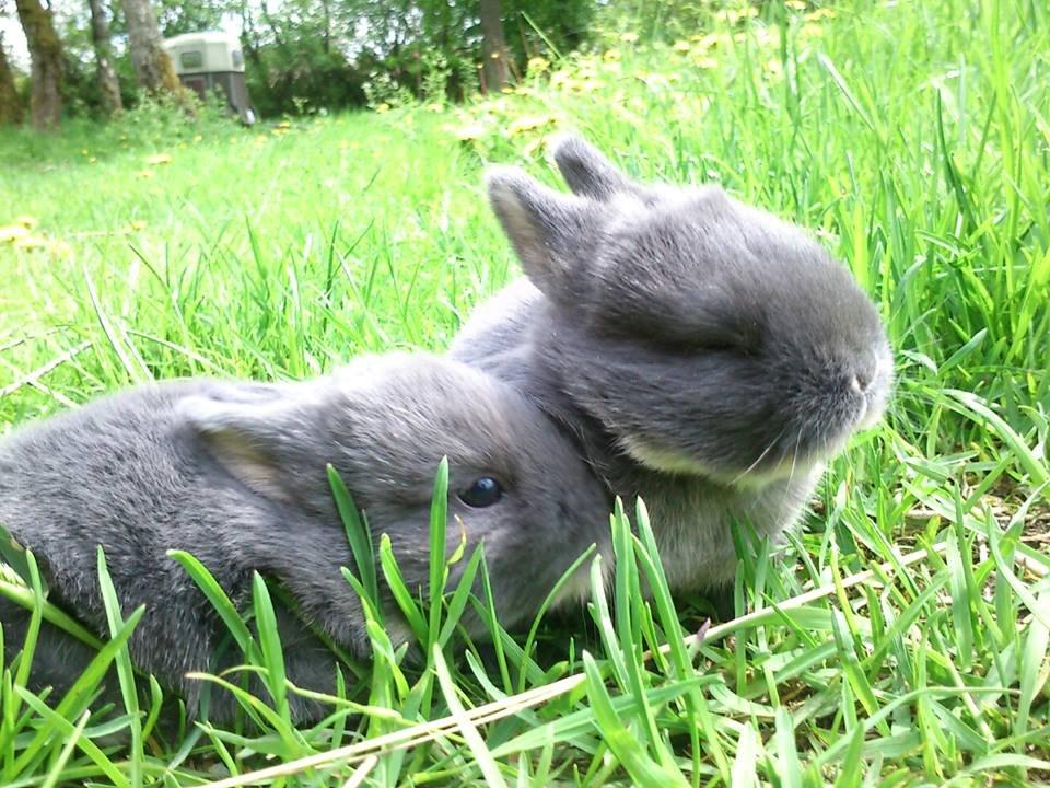 Kanin Ursula - 15 dage gamle billede 9