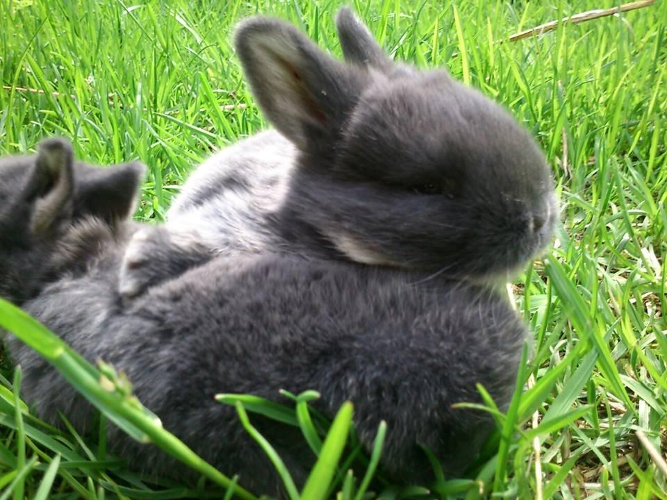 Kanin Ursula billede 10