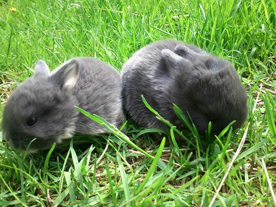 Kanin Ursula billede 11