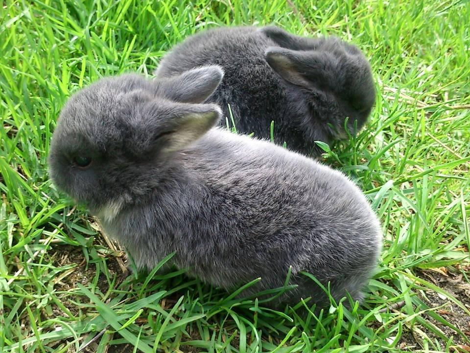 Kanin Ursula billede 12