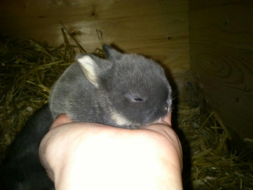 Kanin Ursula - 12 dage gamle. Så fik ungerne øjne billede 8