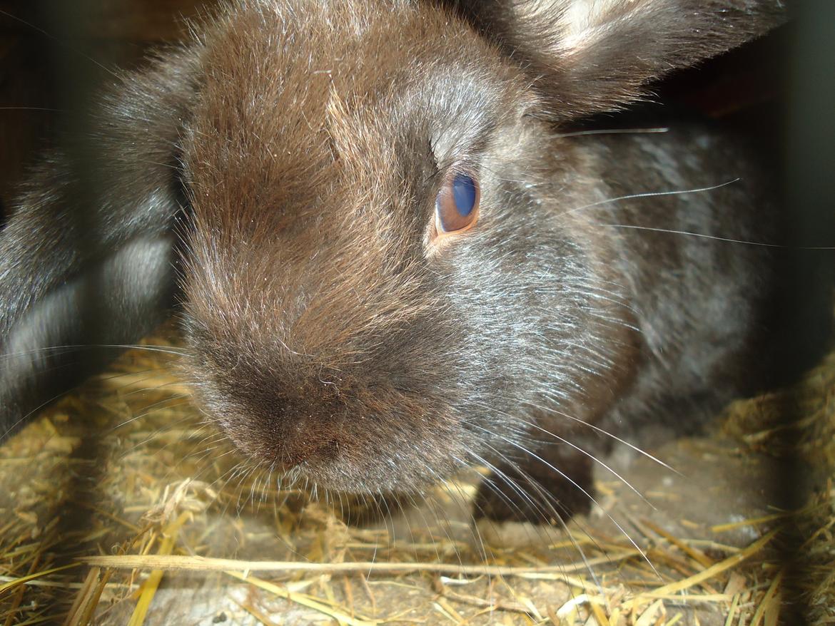 Kanin Gandalf billede 16