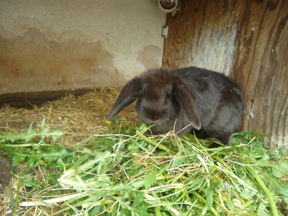 Kanin Gandalf billede 17