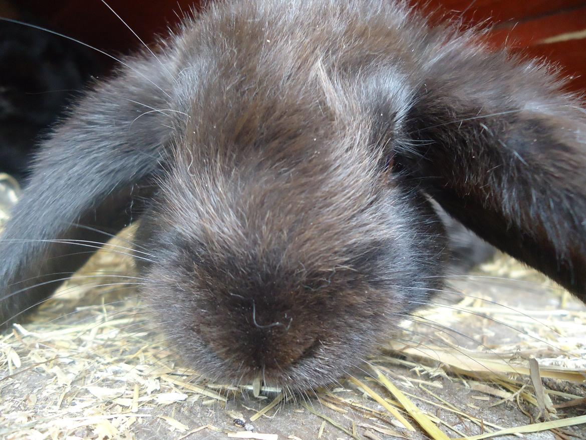 Kanin Gandalf billede 18